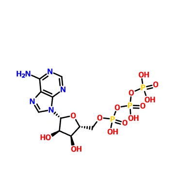 CAS: 56-65-5 Adenosine trifosfat